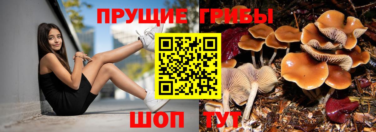 Пугачёв  Псилоцибиновые грибы ЛСД  Вход с VPN 